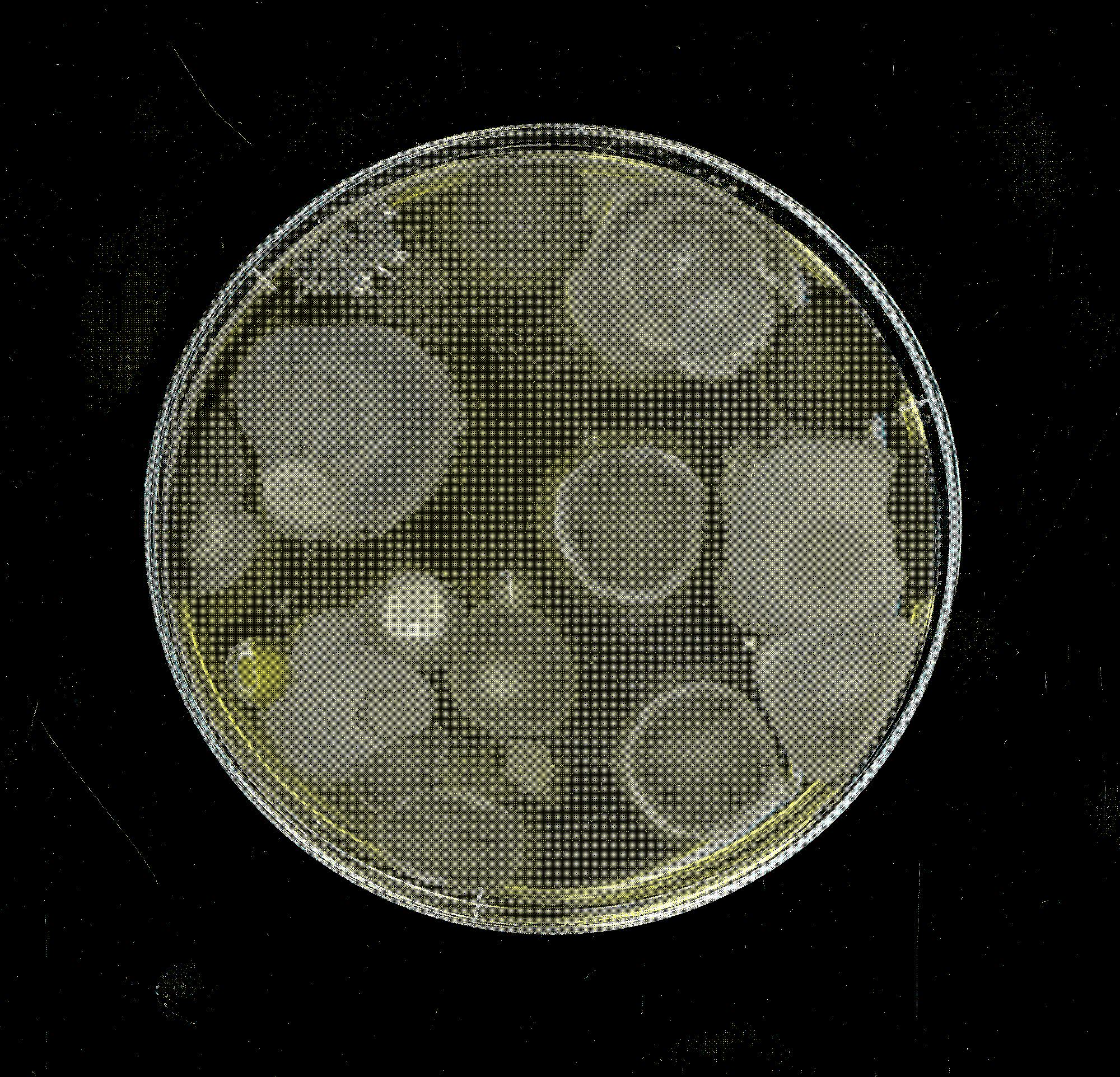 anders_dan_menselijk_1