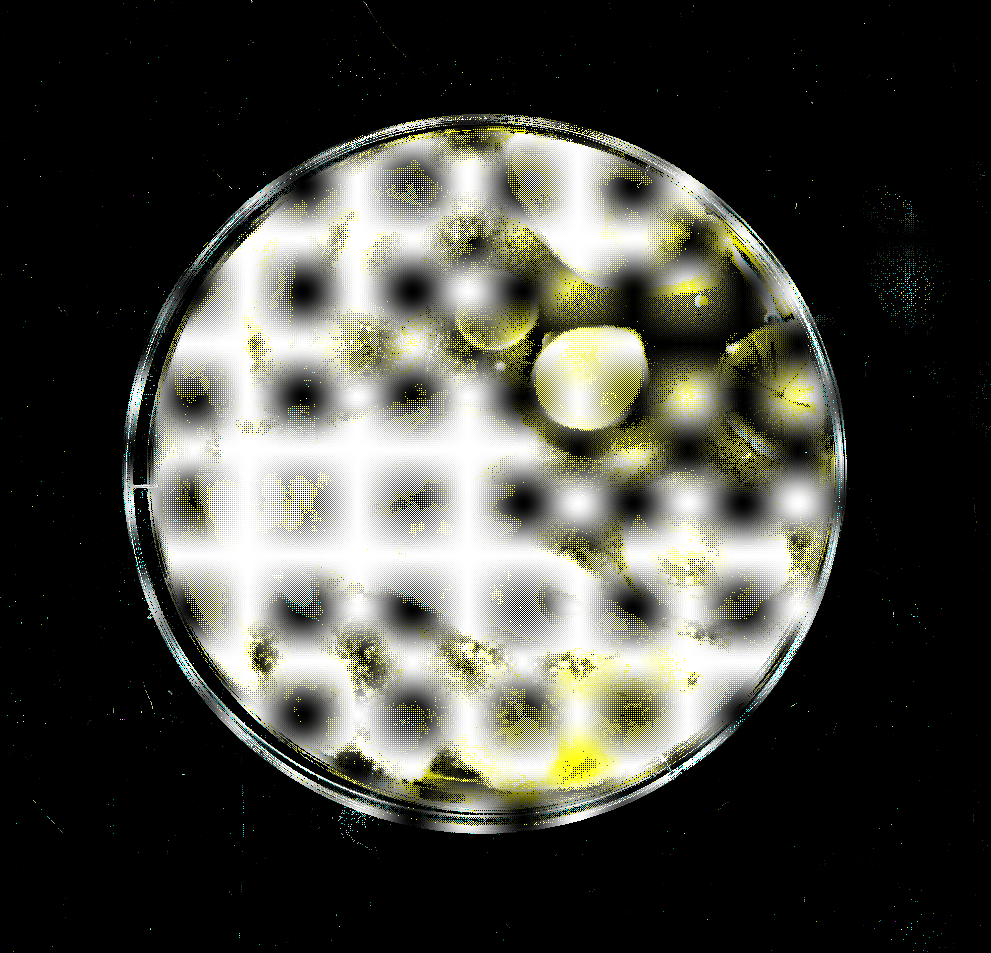 anders_dan_menselijk_2